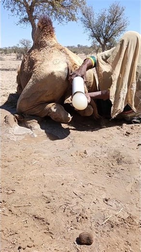 صوتُ البرودةِ في الصحراء فتاةٌ تُنعشُ جملها بأداةٍ صغيرةٍ مدهشة