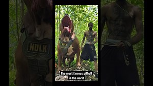 The World’s Scariest Pitbull: Hulk In Action
