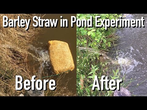 How to Control Algae Growth in Ponds - Part #2