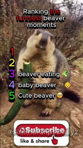 Ranking the funniest beaver moments 🦫🤣