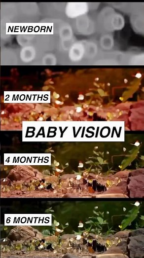 Baby vision from birth to 6 months #parenting #newborn #baby #neuroscience