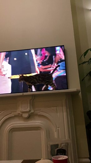 #fashionweek #proenzaschouler this is my runway