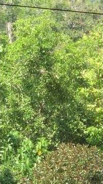 #mongkey having fruit in forest #videoshort #nature