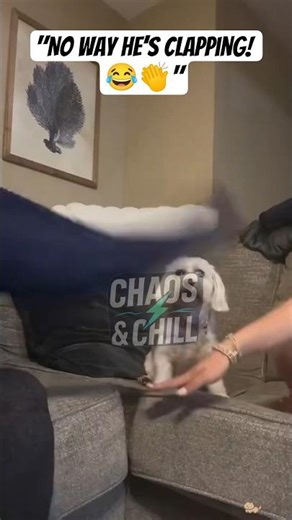 Dog Claps Just Like His Human 😂👏"