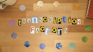What are Transcription Factors?