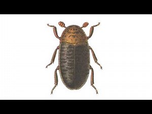 Insect Identification 101: Are These Carpet Beetles?