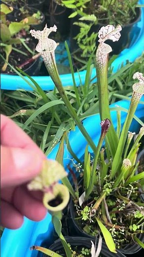 This pitcher plant eats so many flies!