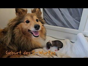 🤍🤎 Hundegeburt - Teil 1 🤎🤍
