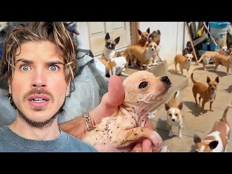 Rescuing OVER 80 Dogs & Puppies From a Pet Hoarder