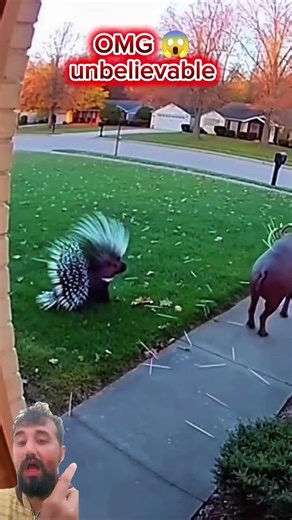 porcupine vs babirusa omg😱 #shorts#animals