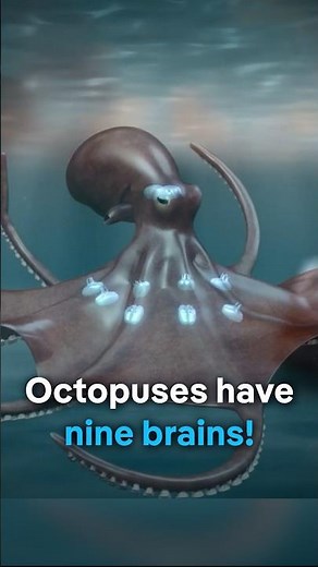 Octopuses have nine brains? | DW Documentary