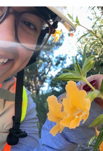 Sticky Bush Monkey Flower Blooming