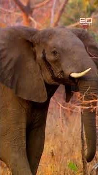 Confronting scenes in the heart of Africa's ivory trade | 60 Minutes Australia