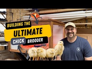 5 Things You Need to Consider Building The ULTIMATE Chicken Brooder