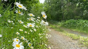 French chrysanthemum (Leucanthemum vulgare, フランスギク) swaying in the wind in an early summer forest where cicadas singing.