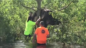 34K views · 415 reactions | WATCH: Workers were able to rescue a cow that was wedged in a tree in Florissant, Louisiana, following Hurricane Ida. (Video: St. Bernard Parish Government) | KSL 5 TV | Facebook