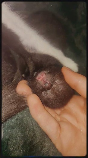 Our Adorable Kitten Is 1 Week Old Today! 🐾💙