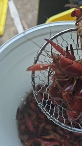 Life cycle of a mud bug! | Basin Tackle Online