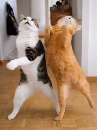 Cutest Dancing Cat Moments That Will Make You Laugh