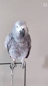 71K views · 2.2K reactions | "My nose!" It's tough having the sniffles. It's even tougher when your pet parrot mimics you having the sniffles. abcn.ws/2Bu5D1M | ABC News | Facebook