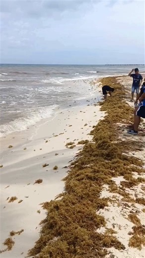 Playa del Carmen perdió la doble certificación ambiental de 14 playas y una que estaba en proceso, de las 25 certificaciones “Blue Flag” y “Platino” con las que contaba. (Fuente: Por Esto)Video Playa 38/Antonio Ramos