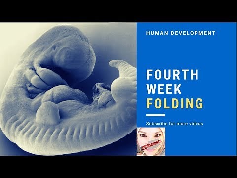 Medical embryology - Folding