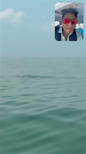 Dolphins in the Wild 😍 Ocean Magic You Must See! #shorts