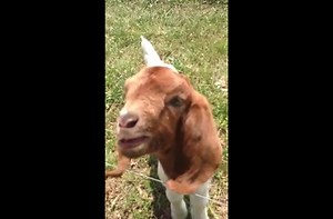 This baby goat can only say one word, and it's adorable.