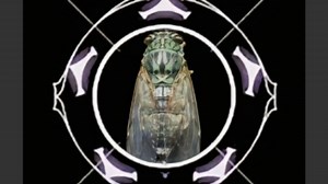 新AK五杀音效“知了的复仇”