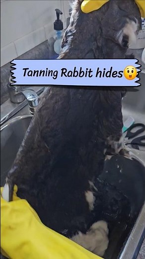 Tanning rabbit hides