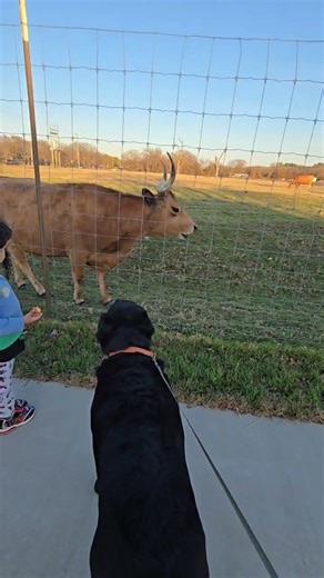 When my dog met a cow! it was so wholesome 🐮😍 #royyaldog #dogheaven #happydog #desidog #family