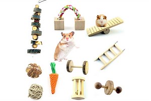 5 Chew Toys for Your Pet Rat
