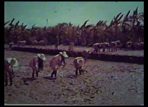 The Big Doll House (1971) Trailer : Free Download, Borrow, and Streaming : Internet Archive