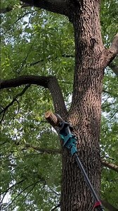 6-inch Pole Saw Cutting Branches