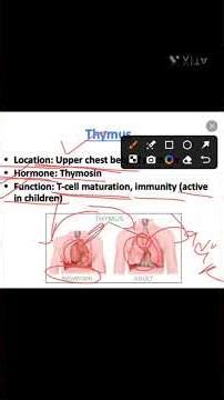 Thymus Gland in 1 Minutes | Endocrine System | Class 8–12 Biology + NEET, CTET, TET