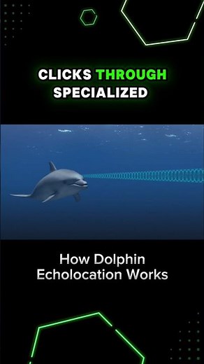 How Dolphin Echolocation Works