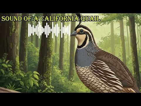 SOUND OF A CALIFORNIA QUAIL 🔊 What does a california quail sound