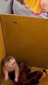 Kaka the monkey attempts to assist the baby monkey. Mit trapped in a box made of cardboard #Monkeylife #babymonkey #Reels #Facebookreels | Family Animal