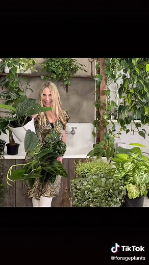 In this house we love @planterina 🪴#greenscreen #planterina #plantsoftiktok #FYP #foryoupage #forageplants #planttok #houseplantsoftiktok #planttok