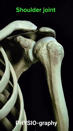 Shoulder Joint Anatomy #shoulders #ShoulderPain #shoulderworkout #shoulderpainrelief #anatomy #bonehealth #Physiotherapy | PHYSIO-graphy