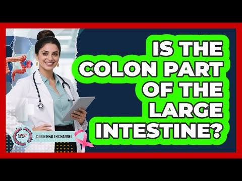 Is the Colon Part of the Large Intestine?