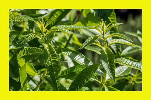 The Citrusy Herb You Should Add to Your Pantry