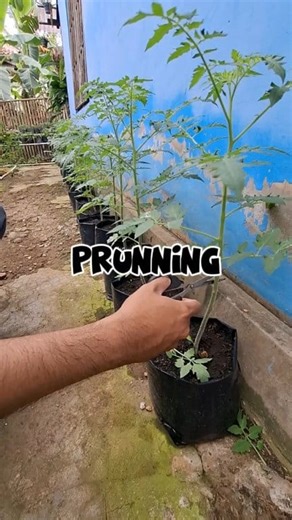 Ketika cabang Y nya sudah muncul dan daun-daun dicabang mulai tumbuh, disaat itulah prunning daun-daun tua dilakukan. Tujuannya sama seperti prunning tanaman lain, menfokuskan nutrisi ke daun baru. Selain itu juga mencegah hama. Karena hama biasanya ngumpet di daun bawah. #kebun #berkebun #gardening #urbangarden #kebunorganik #kebunpekarangan #pekarangan #sayur #lovenature #autumn #winter #pumpkin #panen #tomat | Han's Green - Family Garden