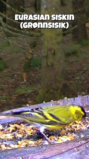 Eurasian siskin (Grønnsisik) #birdfeeder #siskin #grønnsisik