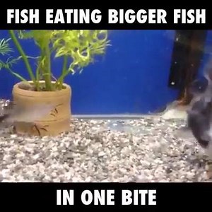 49K views · 428 reactions | Fishing World on Reels | Facebook