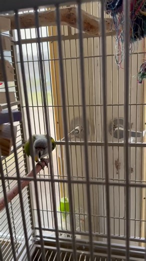 2.4K views · 25 reactions | November 6 Walkthrough Part 5 | Birds and Beaks Rescue and Rehab | Facebook
