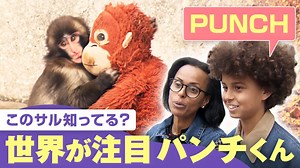世界でも大バズリ“ぬいぐるみ抱えた子ザル”パンチくん - わたしとニュース【(火)-(金)ひる12時~生放送】 - 企画 (ニュース) | 無料動画・見逃し配信を見るなら | ABEMA