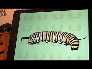 Elmo world feet’s quizzes