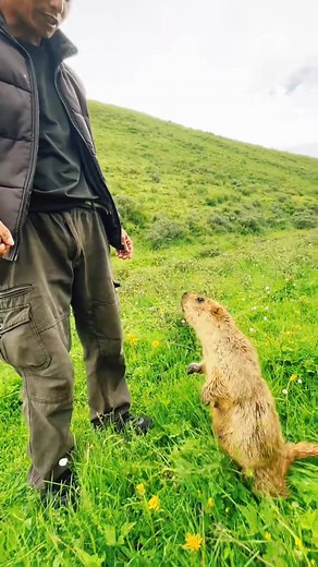 9.6K views · 113 reactions | Cute Wild animal bobak marmot or prairie dog eating cookies yummy 13 #Cats #AnimalLover #CuteAnimals #Pets #Wildlife #Dogs #PetVideos | Under Seasea | Facebook
