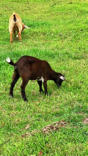 Why Blossom Is Now a Full-Time Outdoor Goat